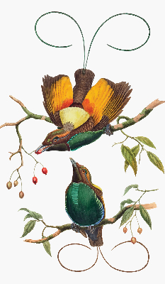 Store intérieur Oiseaux sur une branche