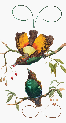 Store intérieur Oiseaux sur une branche