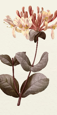 Store enrouleur Fleur qui tombe