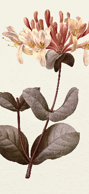 Store enrouleur Fleur qui tombe