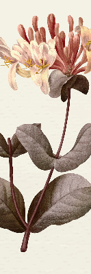 Store enrouleur Fleur qui tombe