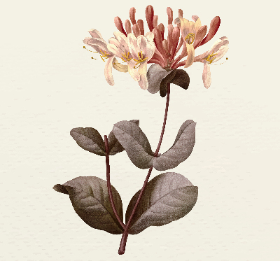 Store enrouleur Fleur qui tombe