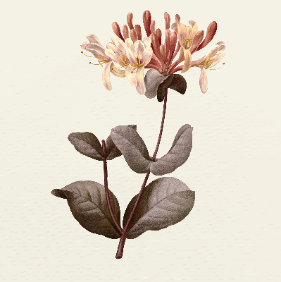 Store enrouleur Fleur qui tombe