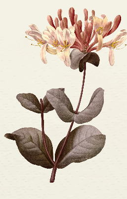 Store enrouleur Fleur qui tombe