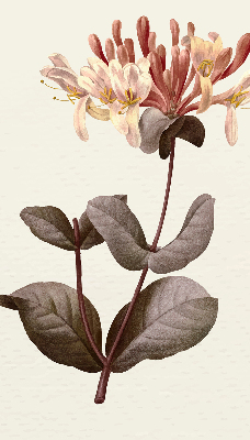 Store enrouleur Fleur qui tombe
