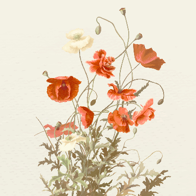 Store intérieur Coquelicots