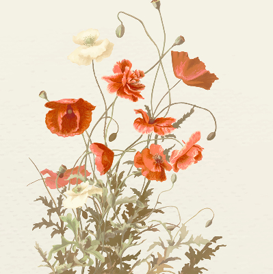 Store intérieur Coquelicots