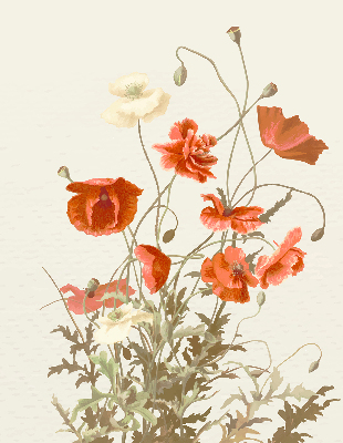 Store intérieur Coquelicots