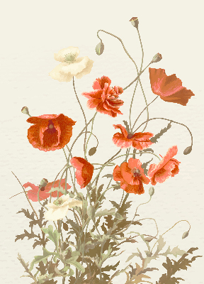 Store intérieur Coquelicots