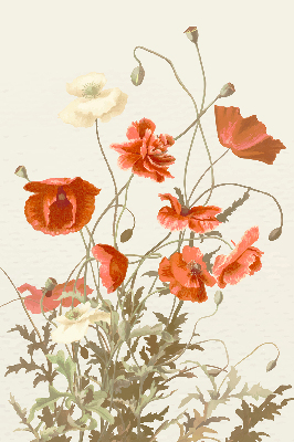 Store intérieur Coquelicots