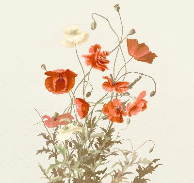 Store intérieur Coquelicots