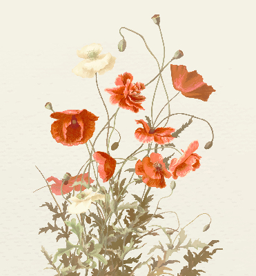 Store intérieur Coquelicots