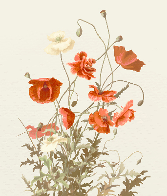 Store intérieur Coquelicots