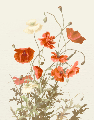 Store intérieur Coquelicots