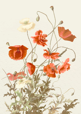 Store intérieur Coquelicots