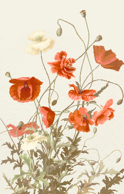 Store intérieur Coquelicots