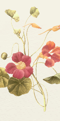 Store enrouleur Fleur