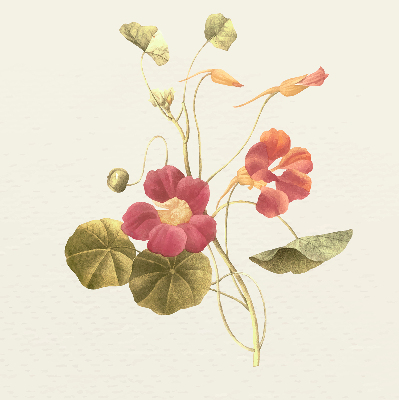 Store enrouleur Fleur