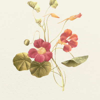 Store enrouleur Fleur