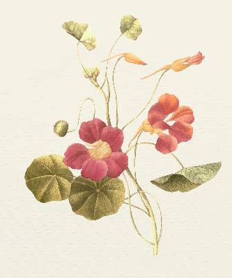 Store enrouleur Fleur