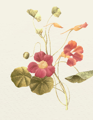 Store enrouleur Fleur