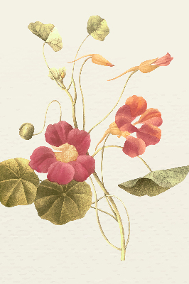 Store enrouleur Fleur