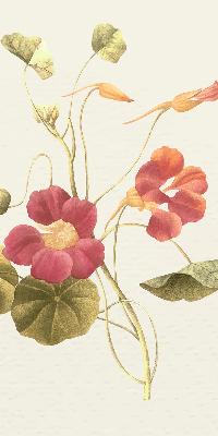 Store enrouleur Fleur