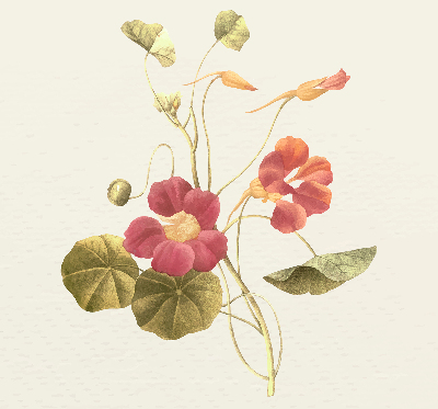 Store enrouleur Fleur