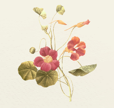 Store enrouleur Fleur