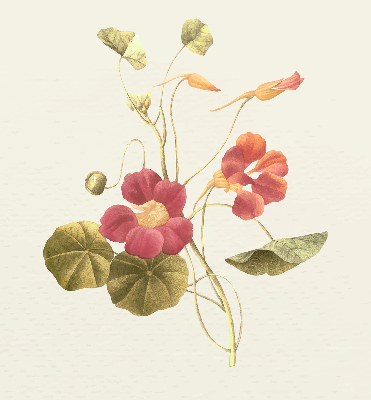 Store enrouleur Fleur