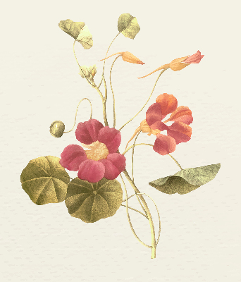 Store enrouleur Fleur