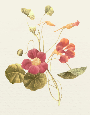 Store enrouleur Fleur