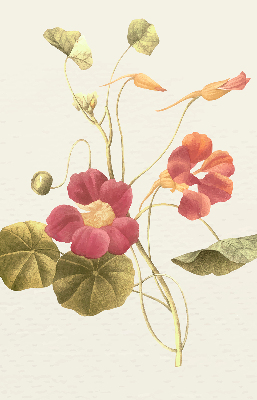 Store enrouleur Fleur