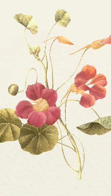 Store enrouleur Fleur