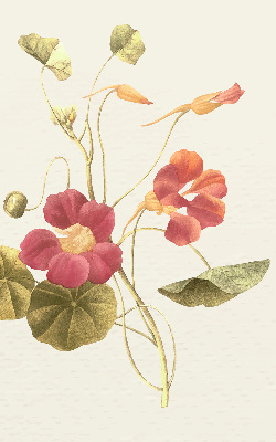 Store enrouleur Fleur