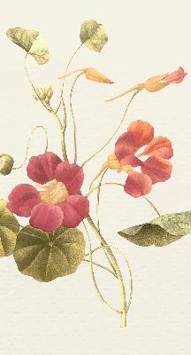 Store enrouleur Fleur