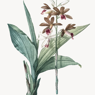 Store enrouleur Fleur