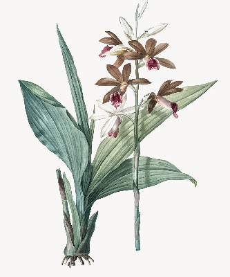 Store enrouleur Fleur