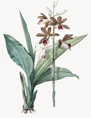 Store enrouleur Fleur