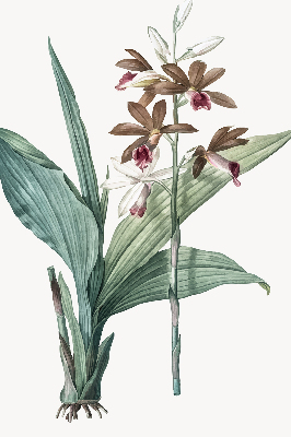 Store enrouleur Fleur