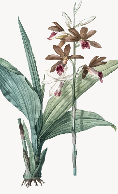 Store enrouleur Fleur