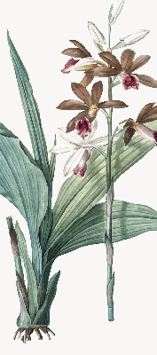 Store enrouleur Fleur