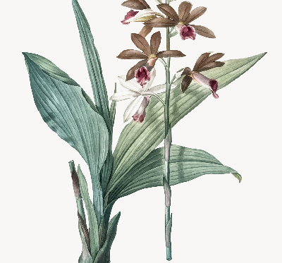 Store enrouleur Fleur