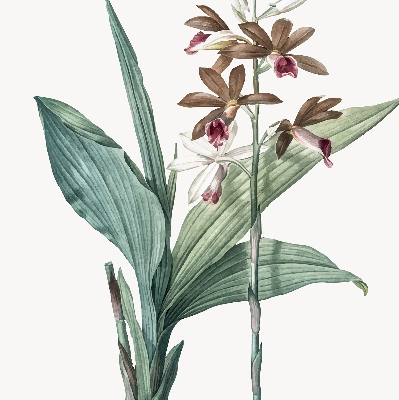 Store enrouleur Fleur