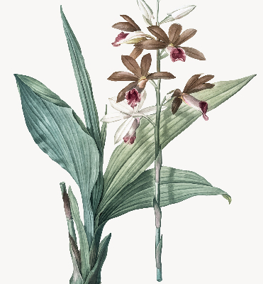 Store enrouleur Fleur