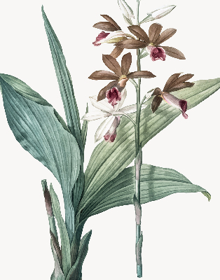 Store enrouleur Fleur