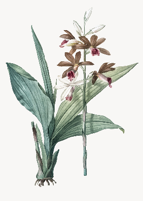 Store enrouleur Fleur