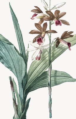 Store enrouleur Fleur