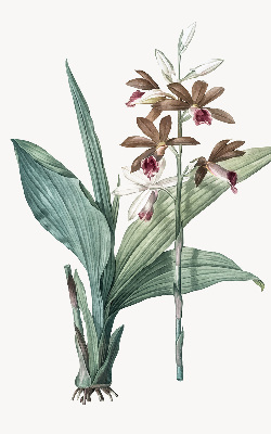 Store enrouleur Fleur