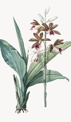 Store enrouleur Fleur